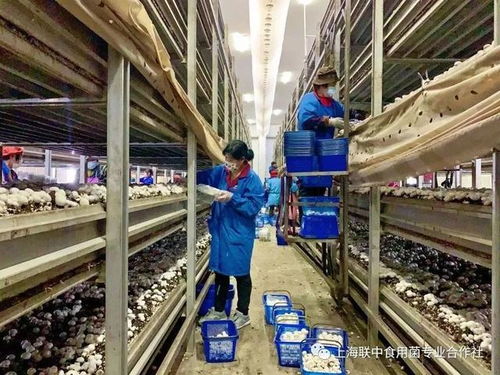 決戰(zhàn)60余日夜,戰(zhàn) 疫 大考中的金山民企力量
